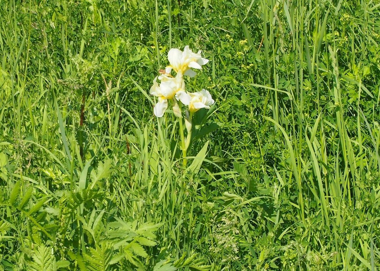 Изображение особи Iris flavescens.