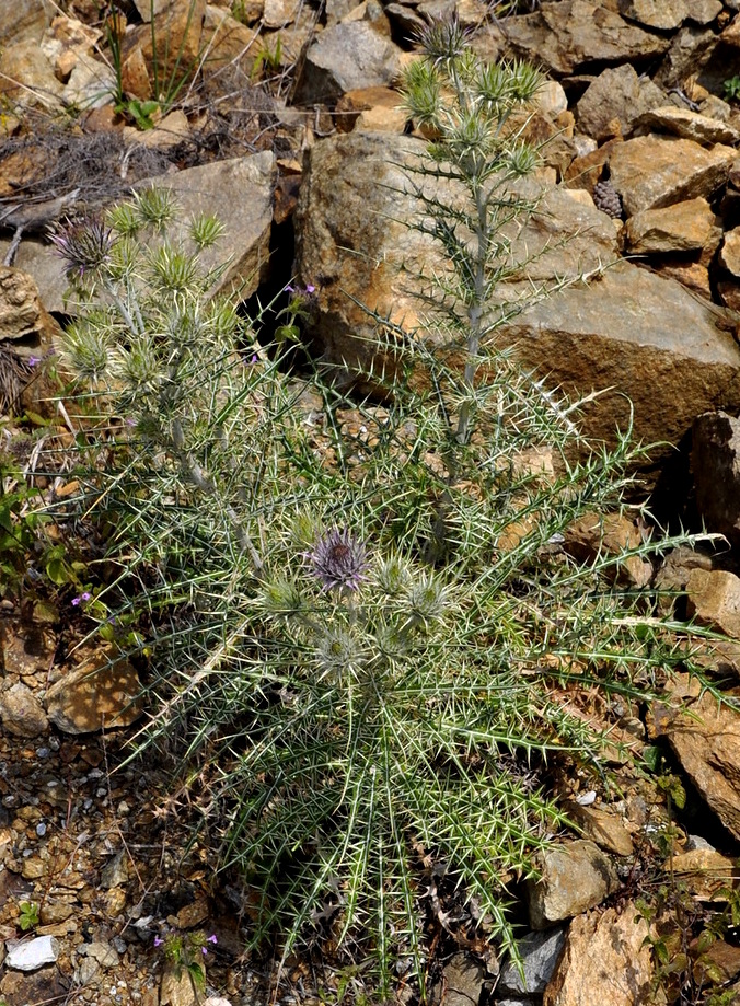 Image of Lamyra afra specimen.