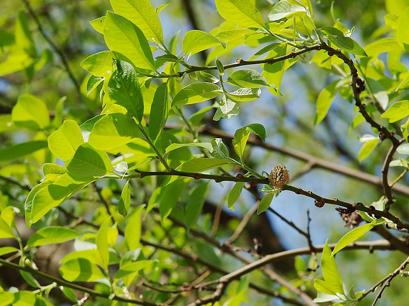 Image of Salix caprea specimen.