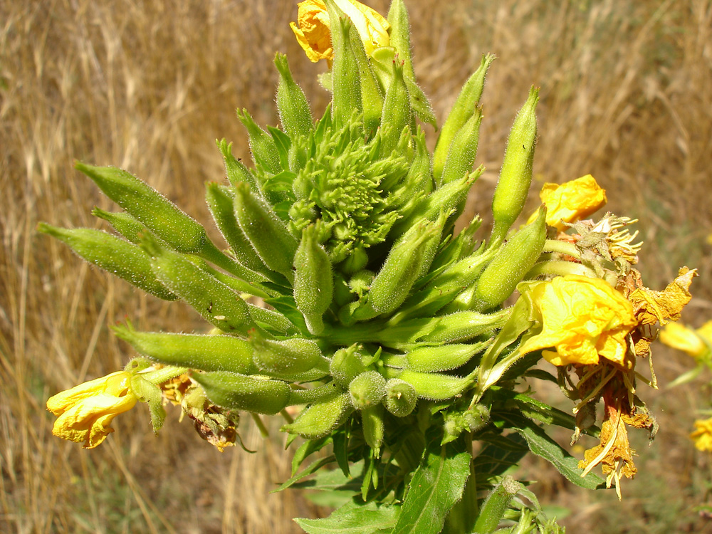 Image of Oenothera biennis specimen.