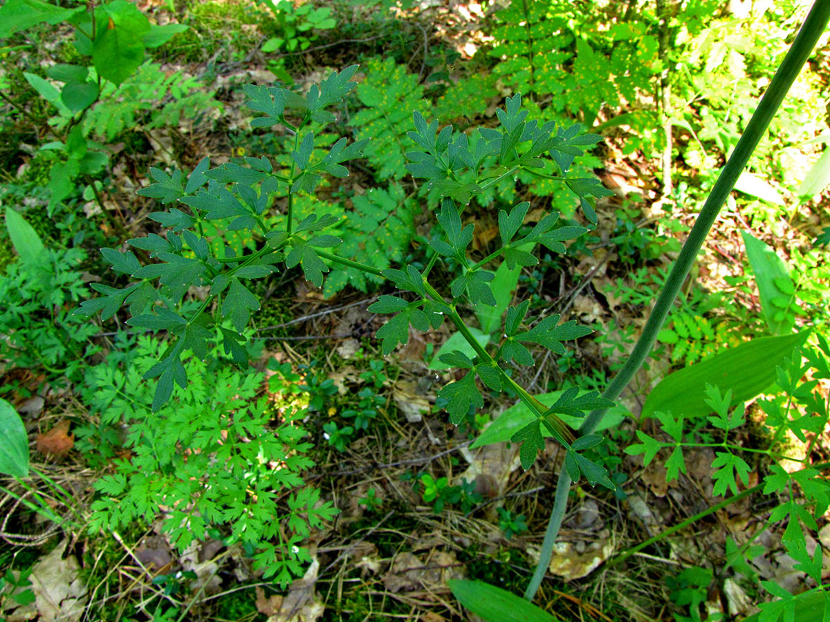 Изображение особи Peucedanum oreoselinum.