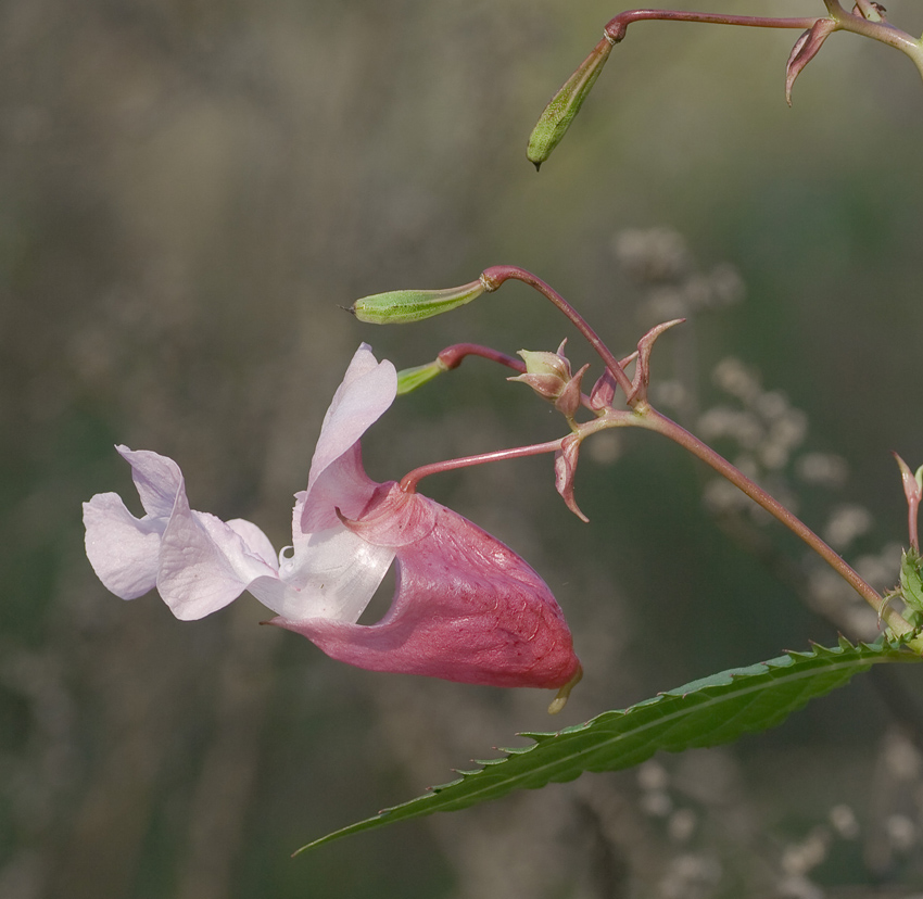 Image of Impatiens glandulifera specimen.