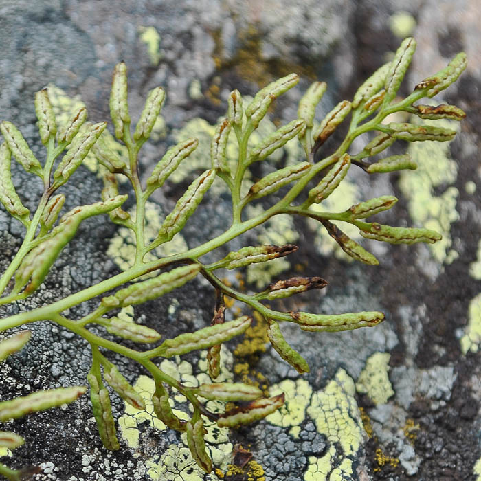 Image of Cryptogramma crispa specimen.