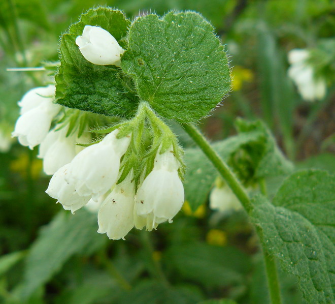 Изображение особи Symphytum tauricum.