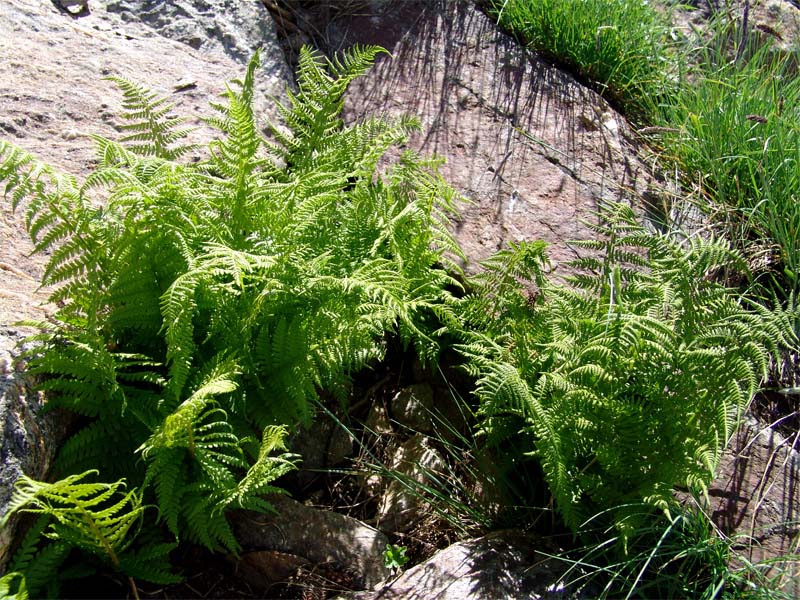 Изображение особи Dryopteris oreades.