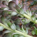 Acanthus mollis. Нижнии части соплодий. Германия, г. Krefeld, Ботанический сад. 06.08.2013.