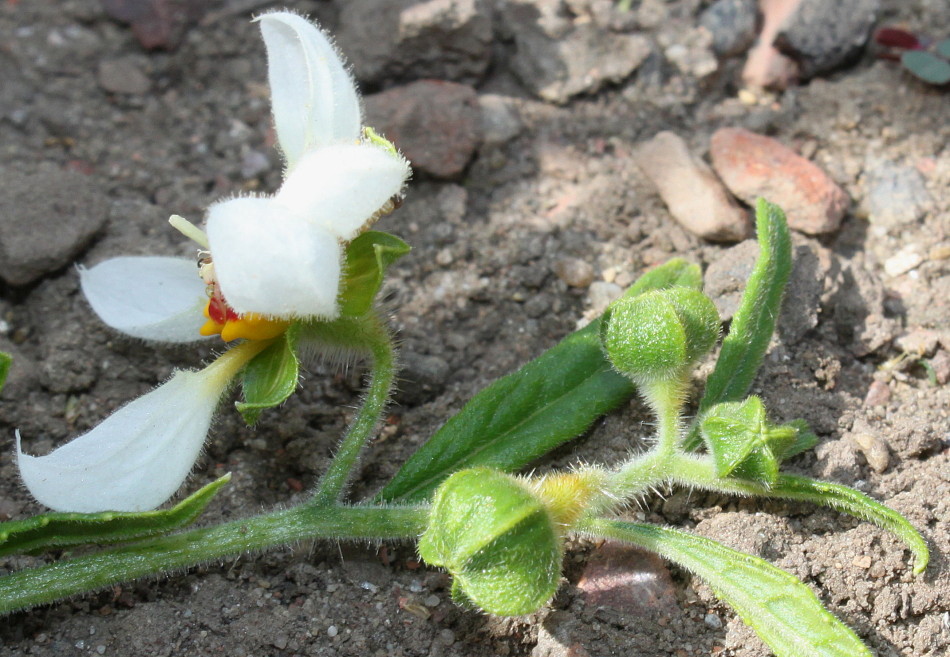 Image of Nasa triphylla specimen.