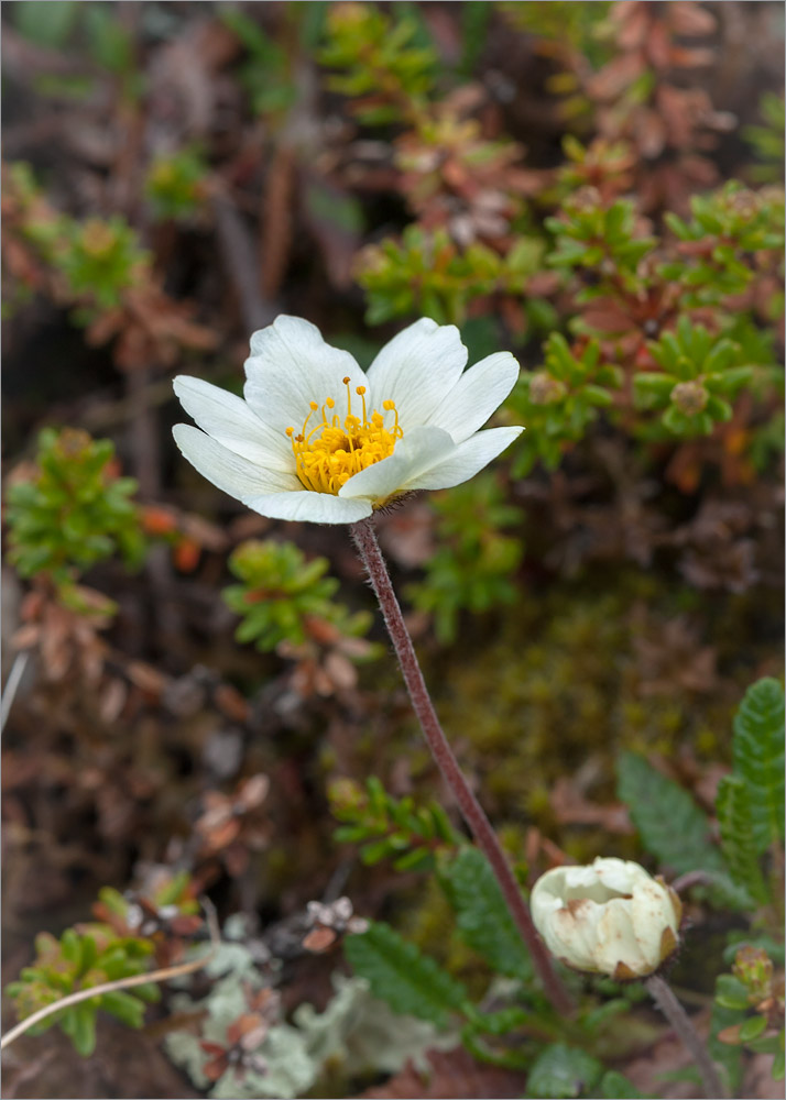 Image of Dryas octopetala specimen.