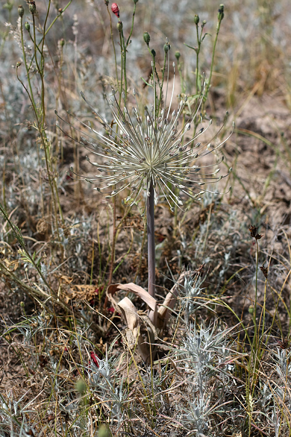 Image of Allium protensum specimen.