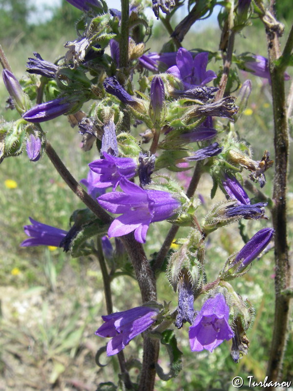 Image of Campanula sibirica specimen.