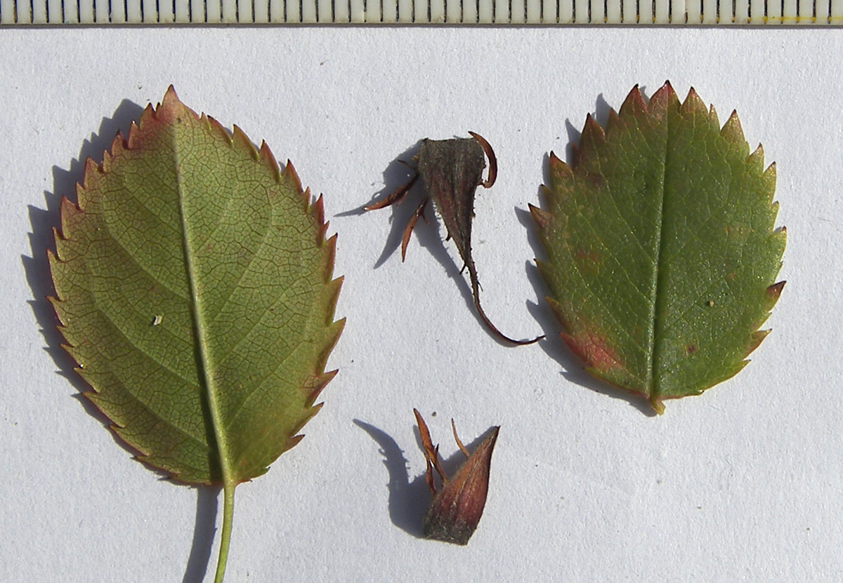 Image of Rosa biebersteiniana specimen.