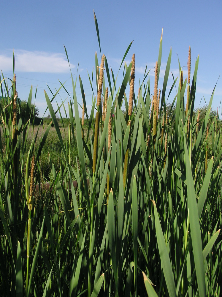 Image of Typha &times; glauca specimen.