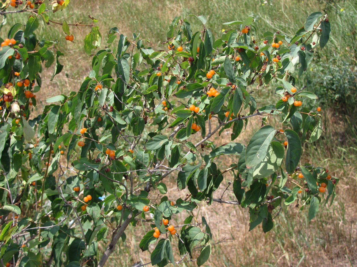 Image of Lonicera tatarica specimen.