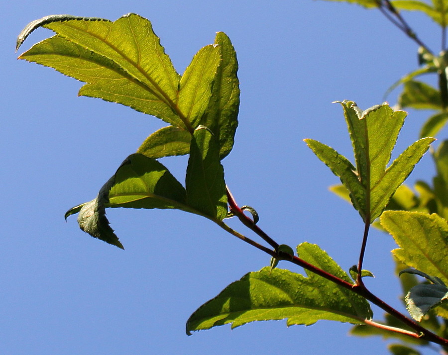 Image of genus Malus specimen.