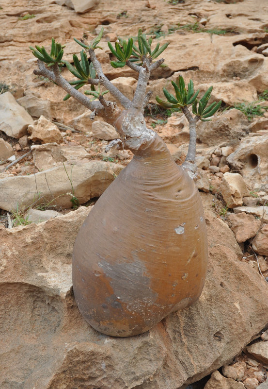 Image of Adenium obesum ssp. socotranum specimen.