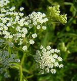 Sium latifolium. Соцветие. Краснодарский край, Кущёвский р-н, станица Шкуринская, балка Боброва. 03.07.2009.