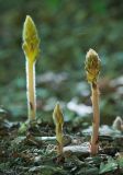 Orobanche laxissima