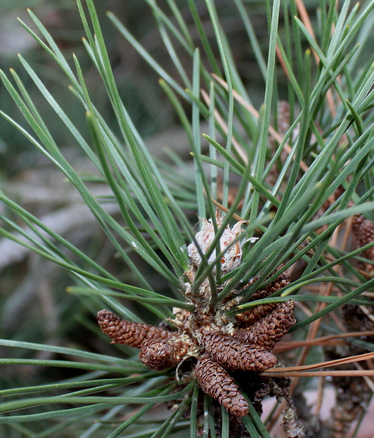 Изображение особи Pinus nigra.