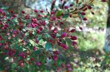 Malus &times; purpurea