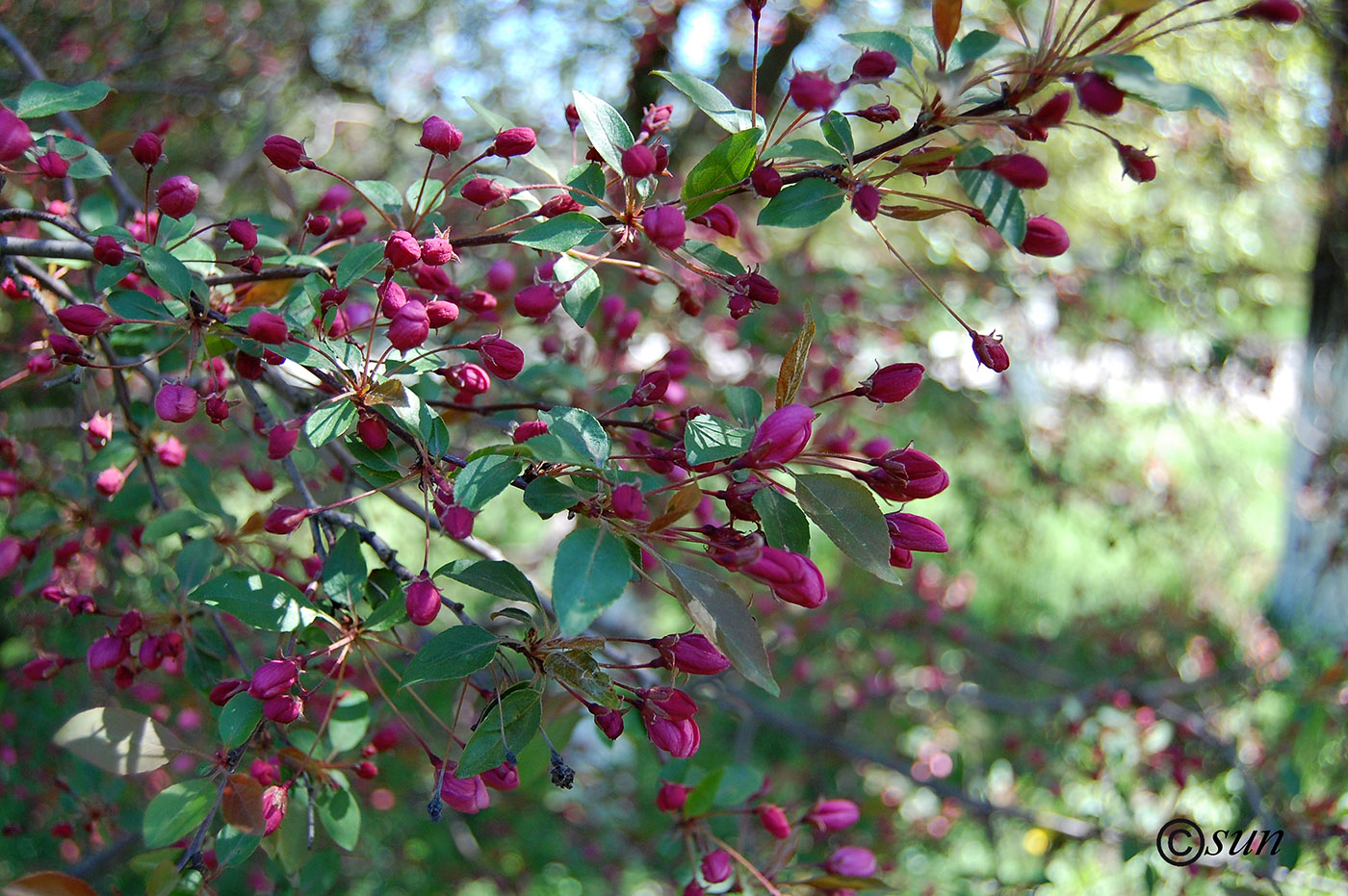 Изображение особи Malus &times; purpurea.