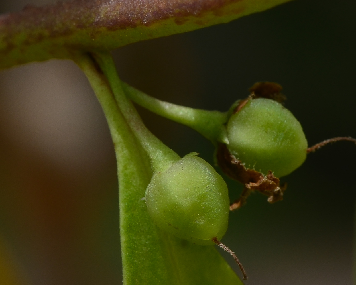 Image of Myoporum acuminatum specimen.