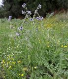 Cynoglossum creticum. Цветущее растение. Греция, п-ов Пелопоннес, окр. г. Катаколо. 21.04.2014.