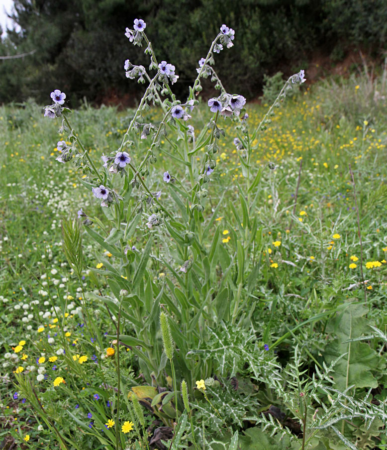 Image of Cynoglossum creticum specimen.