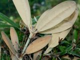 Rhododendron yakushimanum. Верхняя часть побега с листьями и высохшими плодами ('Koichiro Wada'); у листьев видна их нижняя сторона. Германия, г. Дюссельдорф, Ботанический сад университета. 04.05.2014.