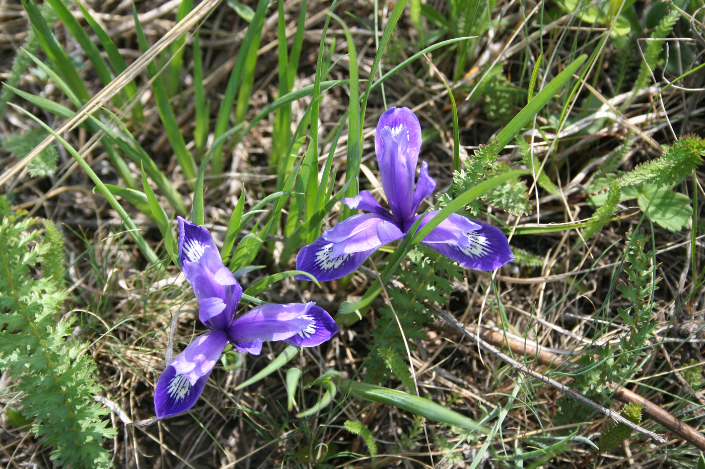 Image of Iris ruthenica specimen.