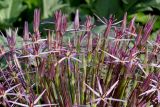 Allium cristophii