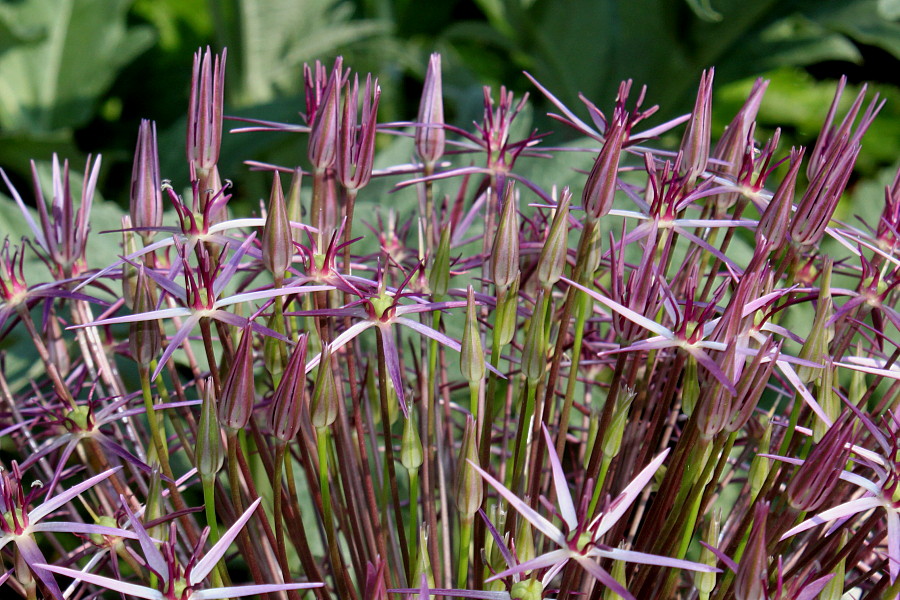 Image of Allium cristophii specimen.