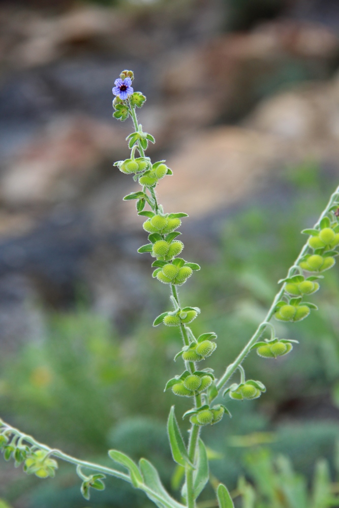 Изображение особи Cynoglossum creticum.