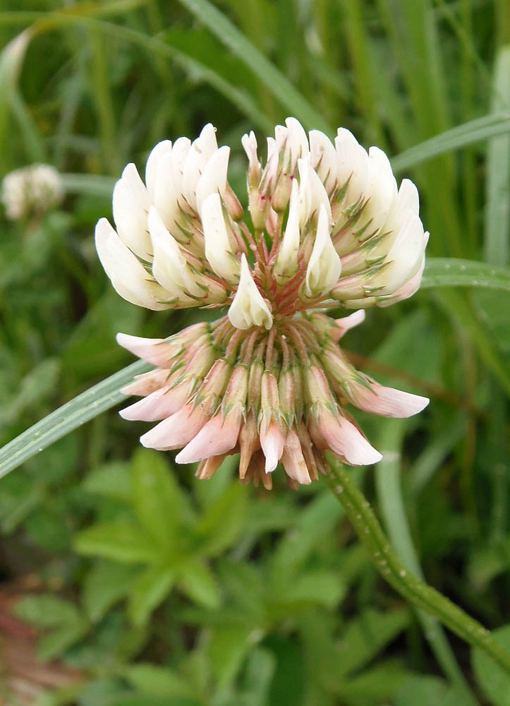 Изображение особи Trifolium repens.