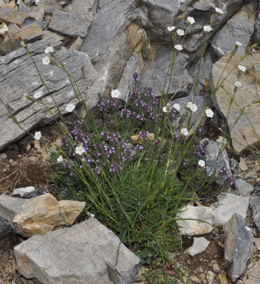 Изображение особи Dianthus minutiflorus.