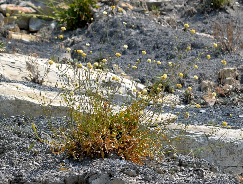 Image of Cephalaria coriacea specimen.