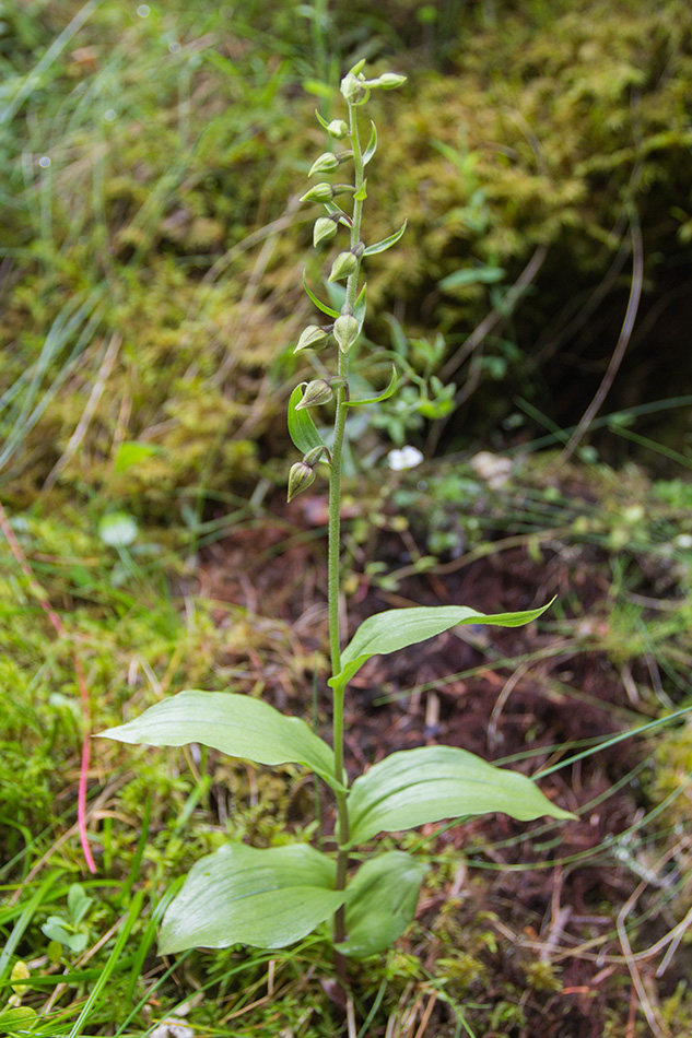 Image of Epipactis helleborine specimen.