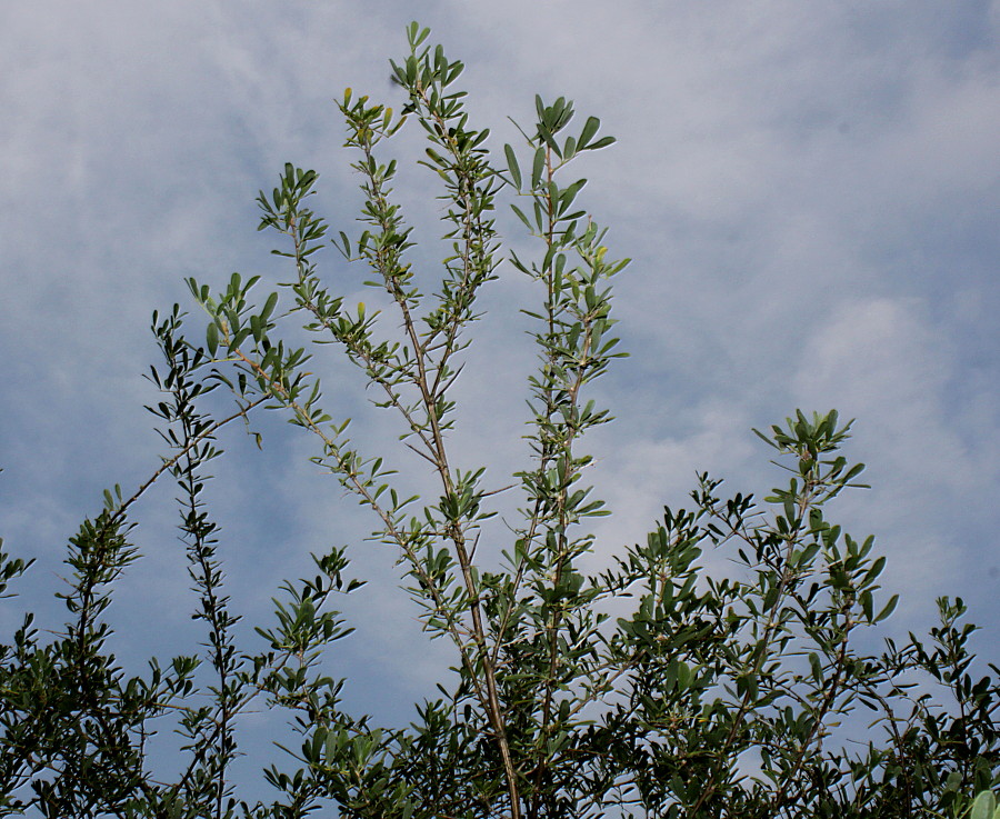 Image of Halimodendron halodendron specimen.