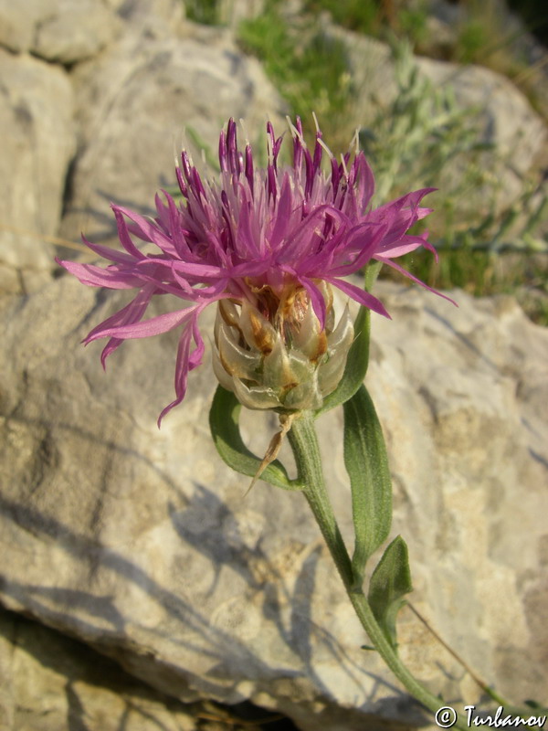 Изображение особи Centaurea vankovii.