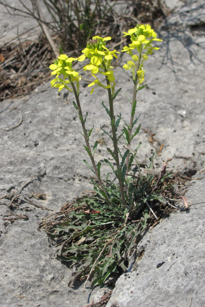 Image of Erysimum cuspidatum specimen.