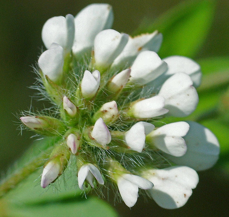 Image of Dorycnium herbaceum specimen.