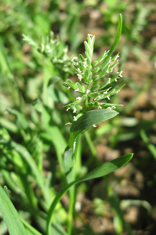 Image of Sclerochloa dura specimen.