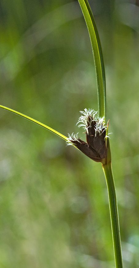 Image of Bolboschoenus maritimus var. compactus specimen.