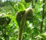 Dryopteris filix-mas. Разворачивающаяся вайя. Подмосковье, Одинцовский р-н, окр. г. Кубинка, лес. 15.05.2014.