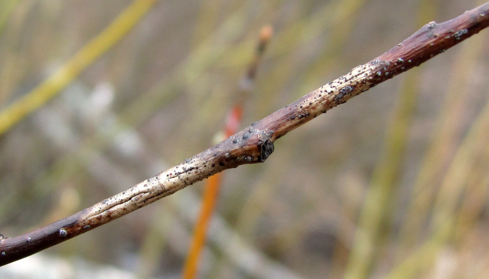 Image of Salix myrsinifolia specimen.