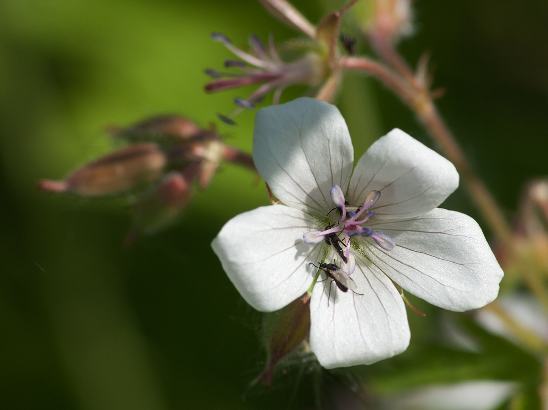 Image of Geranium sylvaticum specimen.