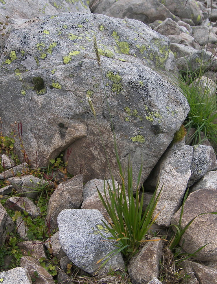 Image of Anthoxanthum alpinum specimen.