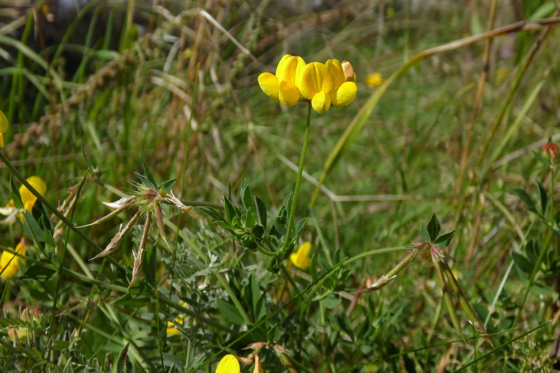 Image of Lotus ambiguus specimen.