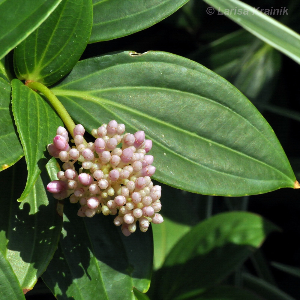 Изображение особи Medinilla cummingii.