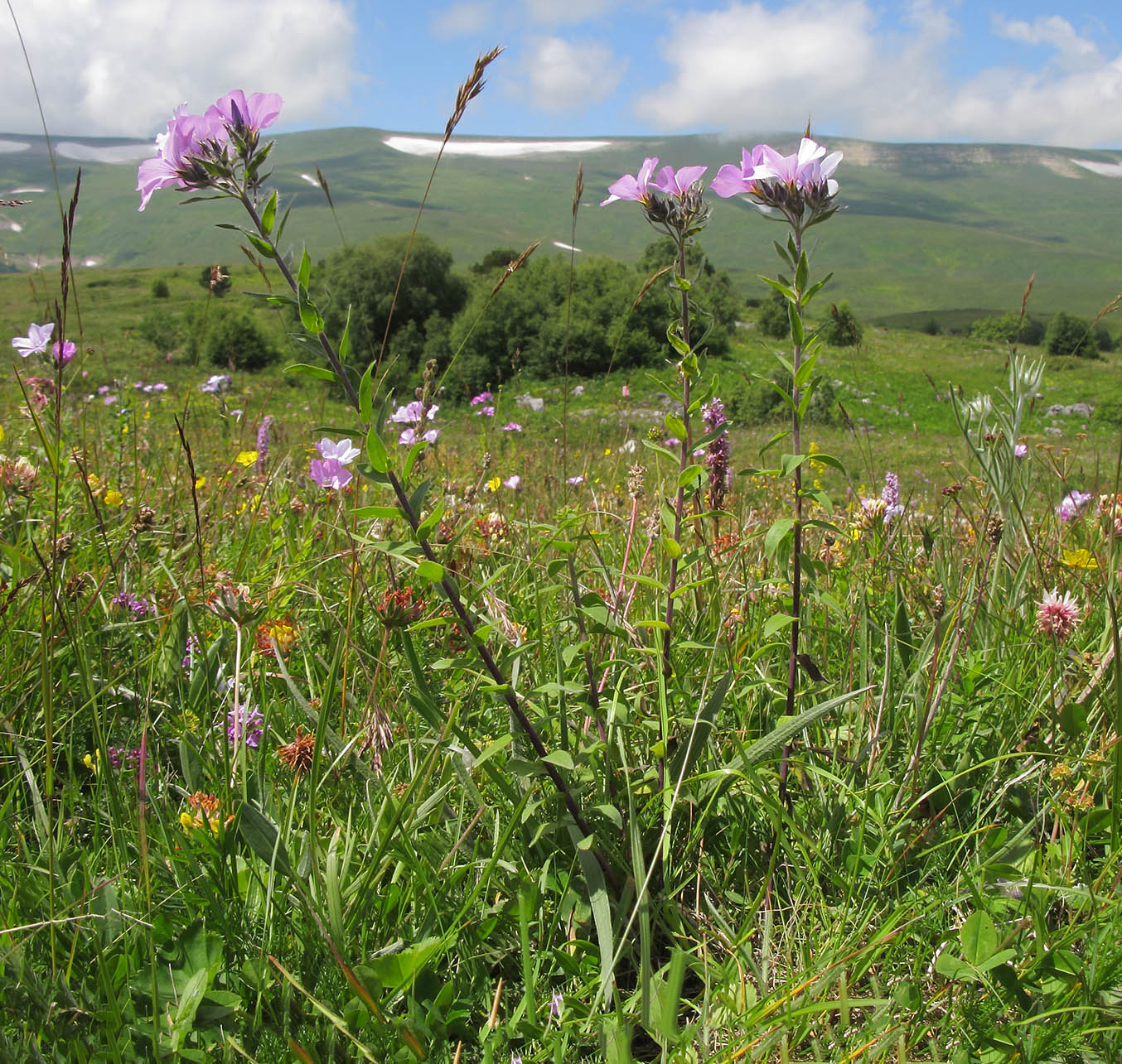 Image of Linum hypericifolium specimen.