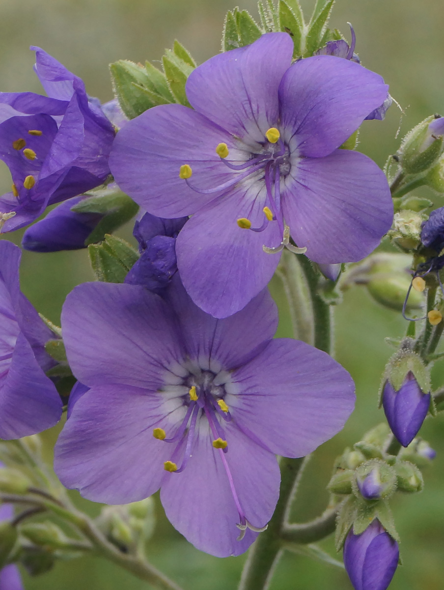 Изображение особи Polemonium caeruleum.